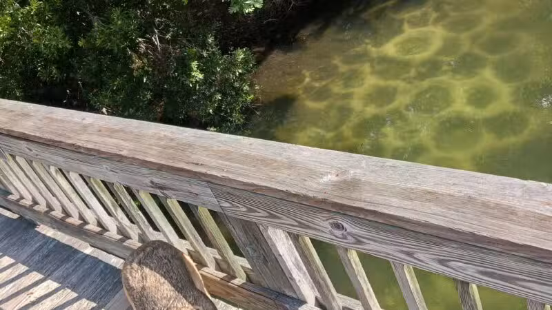 Waller Mill Park - Williamsburg, VA