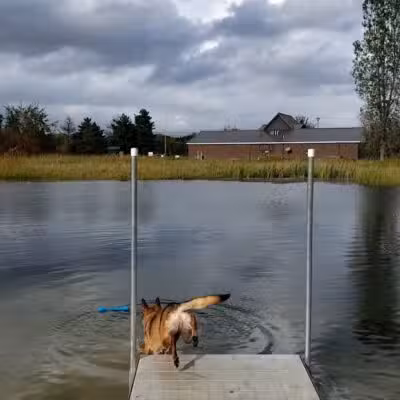 Joey's Pet Outfitters Dog Park - Williamston,