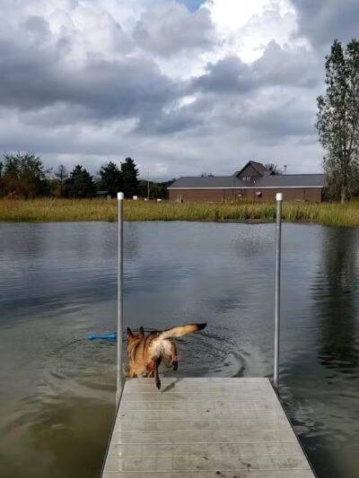 Joey's Pet Outfitters Dog Park - Williamston,