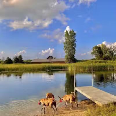 Joey's Pet Outfitters Dog Park - Williamston,