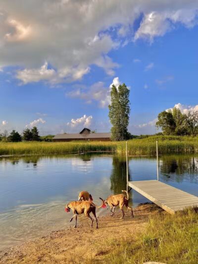 Joey's Pet Outfitters Dog Park - Williamston,