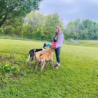 Joey's Pet Outfitters Dog Park - Williamston,