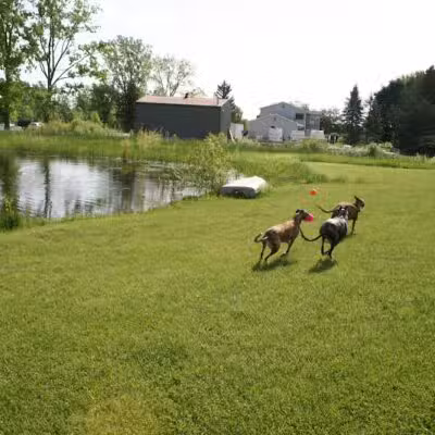 Joey's Pet Outfitters Dog Park - Williamston,