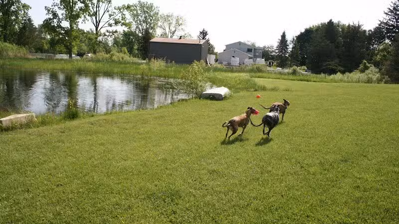 Joey's Pet Outfitters Dog Park - Williamston,