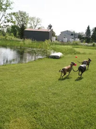 Joey's Pet Outfitters Dog Park - Williamston,