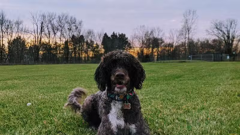 Joey's Pet Outfitters Dog Park - Williamston,