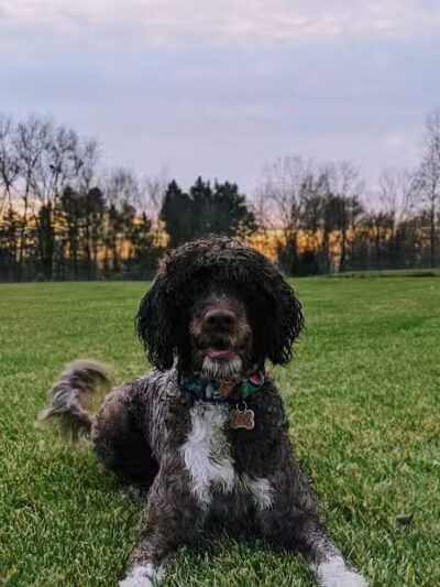 Joey's Pet Outfitters Dog Park - Williamston,