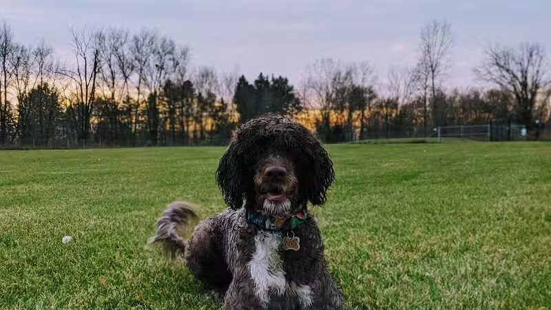 Joey's Pet Outfitters Dog Park - Williamston,