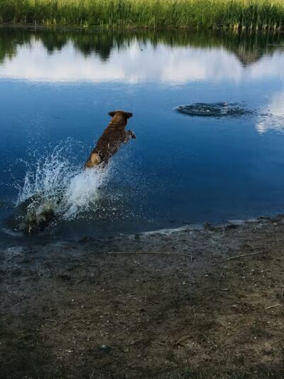 Joey's Pet Outfitters Dog Park - Williamston,