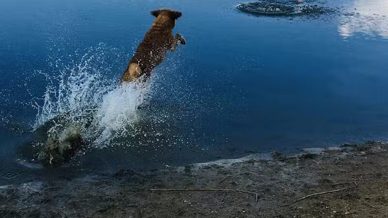 Joey's Pet Outfitters Dog Park - Williamston,