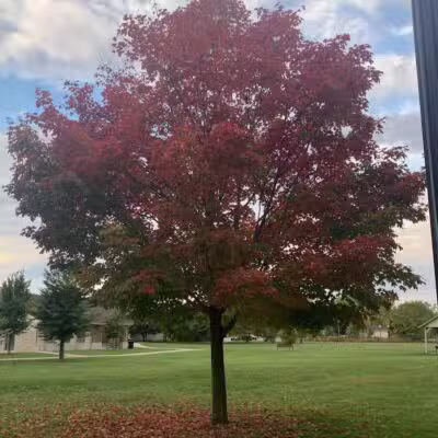 McCormick Park - Williamston,