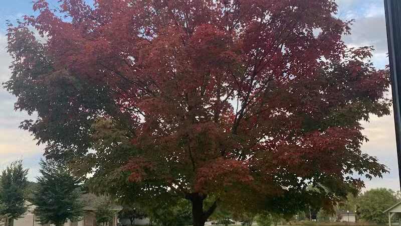 McCormick Park - Williamston,