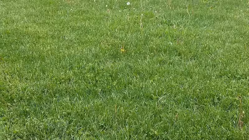 McCormick Park - Williamston,