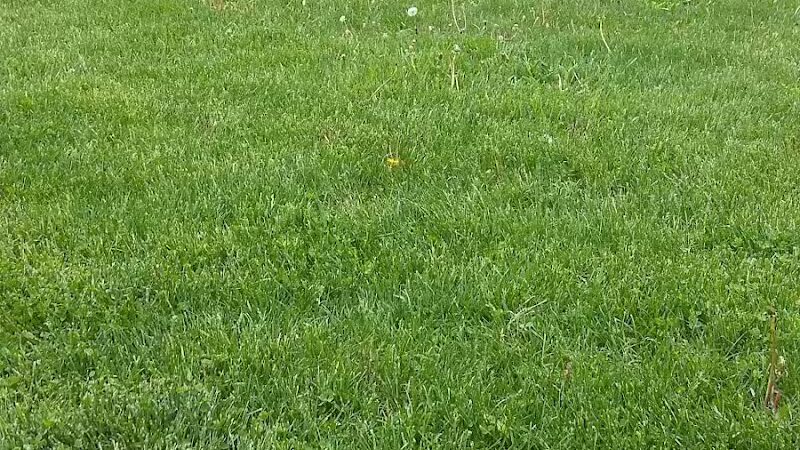 McCormick Park - Williamston,