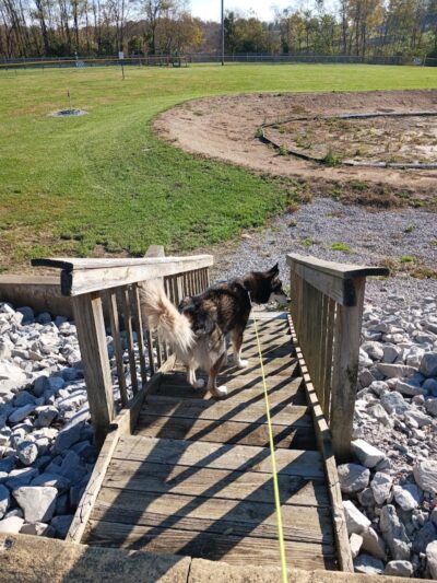 Cocoa Dog Park - Williamstown, KY