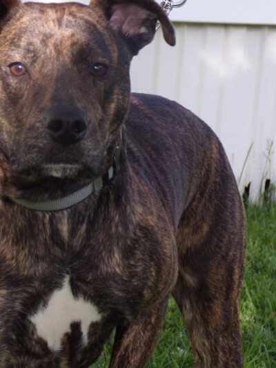 Cocoa Dog Park - Williamstown, KY