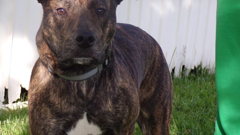 Cocoa Dog Park - Williamstown, KY