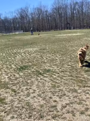 Owens Large Dog Park - Williamstown, NJ