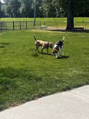 Wilson Dog Park - Wilson,