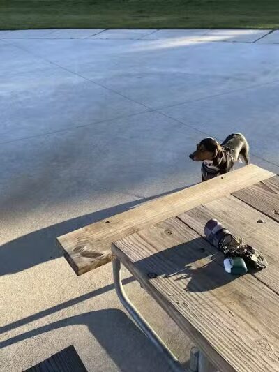 Wilson Dog Park - Wilson,