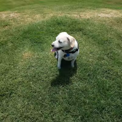 Wilson Dog Park - Wilson,