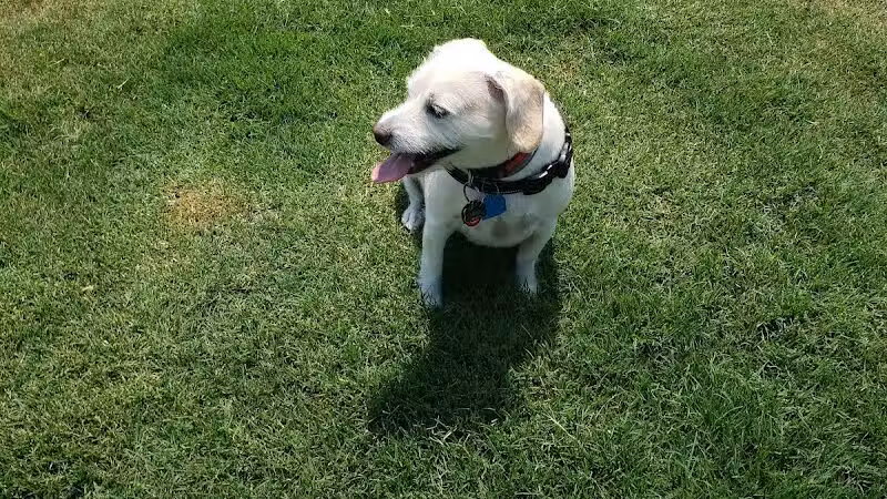 Wilson Dog Park - Wilson,