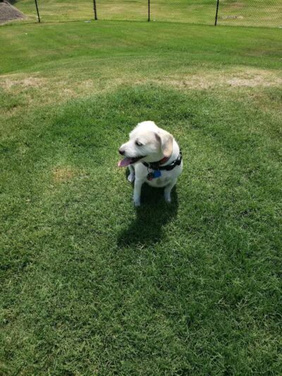 Wilson Dog Park - Wilson,