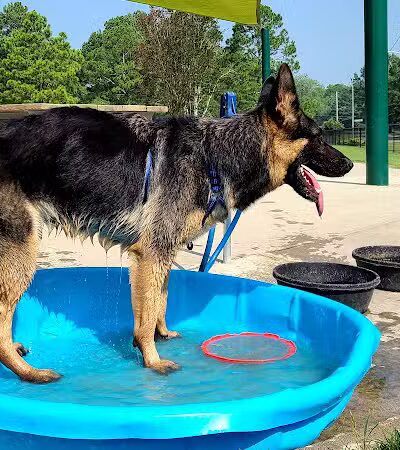 Wilson Dog Park - Wilson,