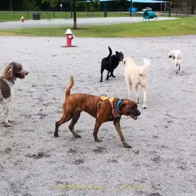 Wilson Dog Park - Wilson,