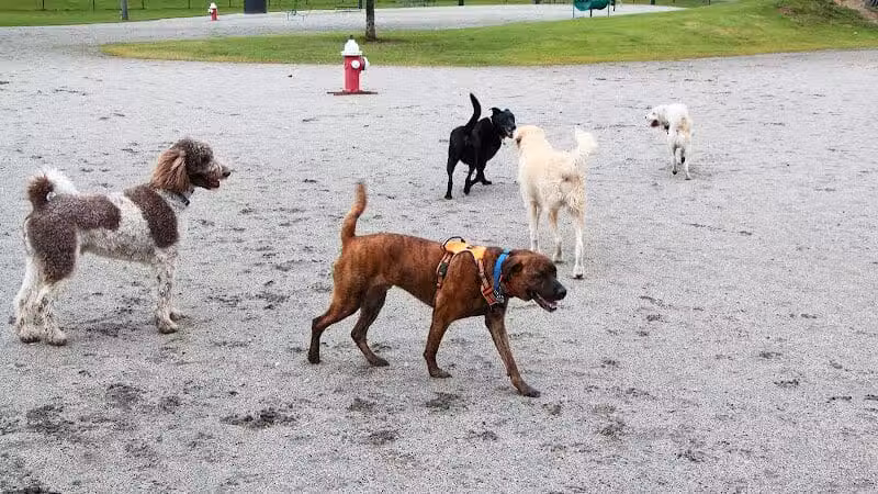 Wilson Dog Park - Wilson,