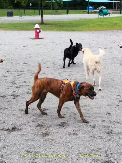 Wilson Dog Park - Wilson,