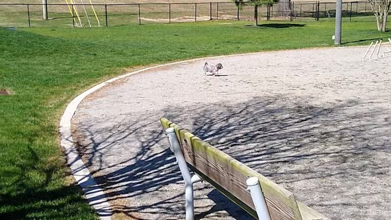 Wilson Dog Park - Wilson,
