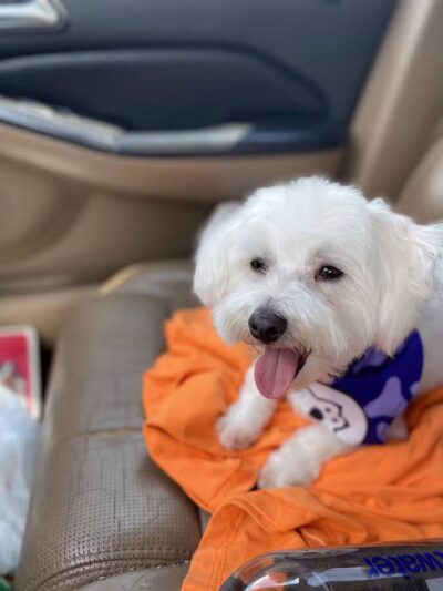 Countryside Barkyard - Winchester, IN