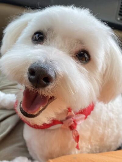 Countryside Barkyard - Winchester, IN