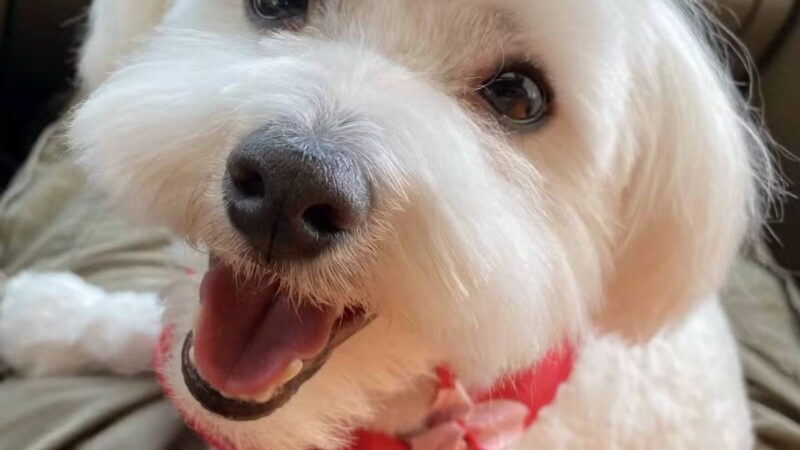 Countryside Barkyard - Winchester, IN