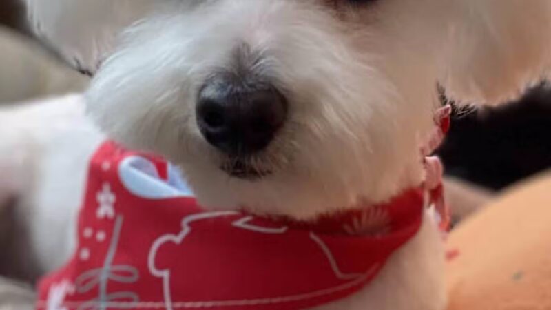 Countryside Barkyard - Winchester, IN