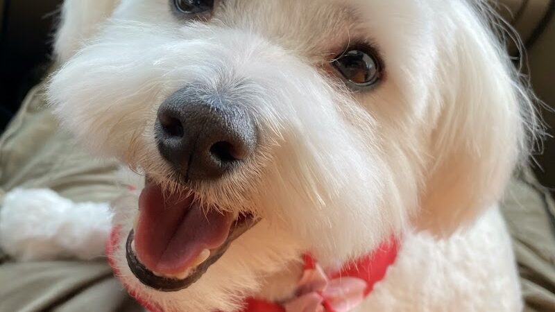 Countryside Barkyard - Winchester, IN