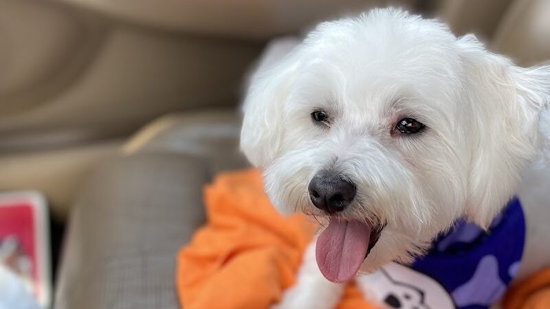 Countryside Barkyard - Winchester, IN