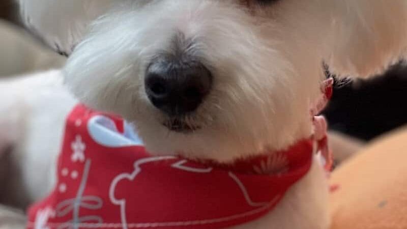 Countryside Barkyard - Winchester, IN