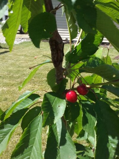 Winchester Park Director - Winchester, IN