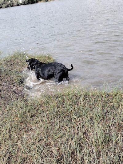 Victor-Lord Dog park - Winder, GA