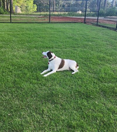 Victor-Lord Dog park - Winder, GA