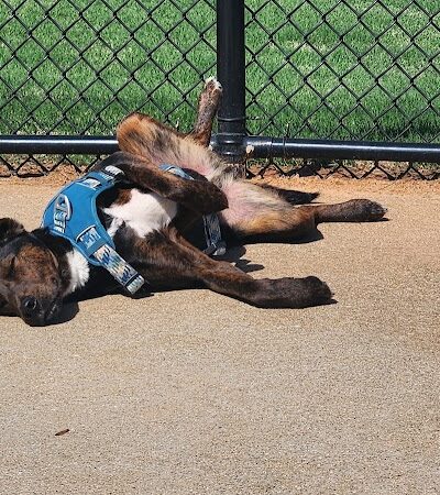 Victor-Lord Dog park - Winder, GA