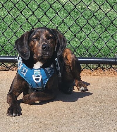 Victor-Lord Dog park - Winder, GA