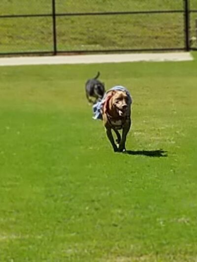 Victor-Lord Dog park - Winder, GA