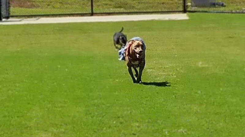 Victor-Lord Dog park - Winder, GA