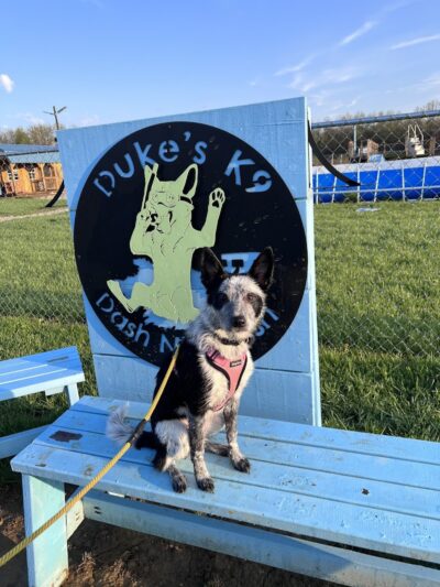 Duke's K9 Dash N' Splash - Windham, OH
