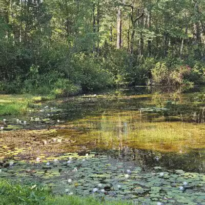 Aiken State Park - Windsor, SC