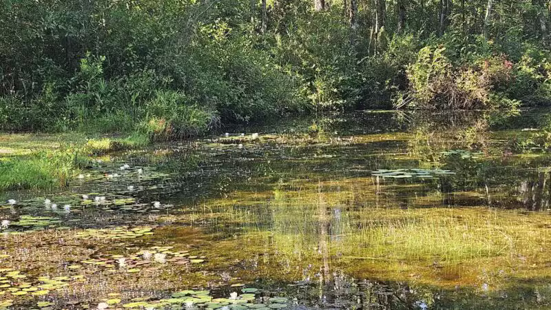 Aiken State Park - Windsor, SC