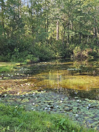 Aiken State Park - Windsor, SC